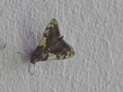 Rehimena cissophora