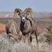 Bighorn Sheep - Photo (c) lonnyholmes, some rights reserved (CC BY-NC), uploaded by lonnyholmes