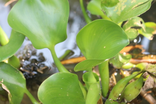 Pontederia crassipes
