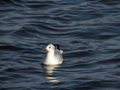 Chroicocephalus ridibundus