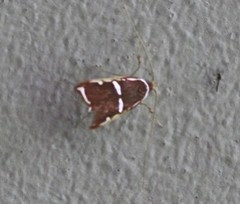 Barantola pulcherrima