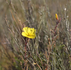 Oenothera odorata