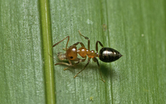 Prolasius convexus