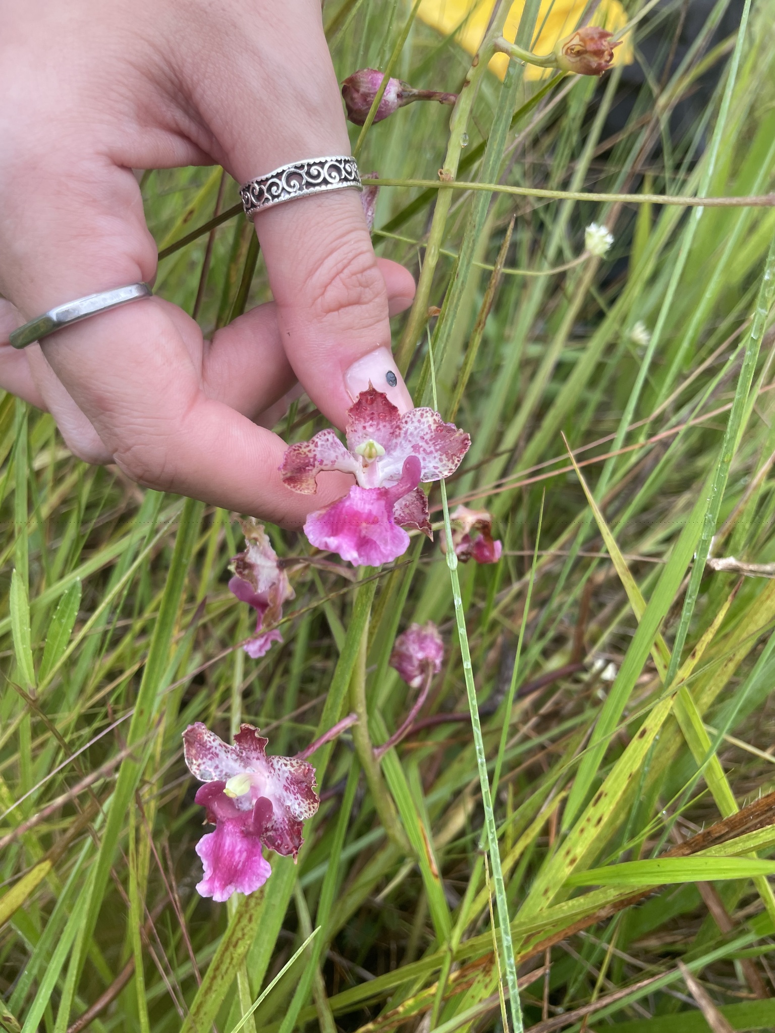 Cyrtopodium brandonianum Barb.Rodr. 4