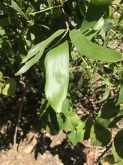 Acacia auriculiformis