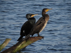 Phalacrocorax carbo