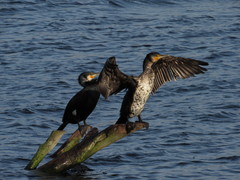 Phalacrocorax carbo