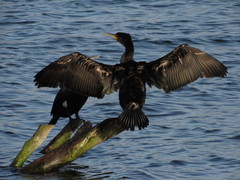 Phalacrocorax carbo