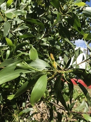 Acacia auriculiformis