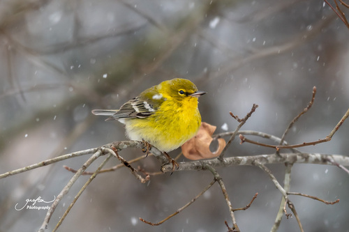 Pine Warbler, photo 6 of 10
