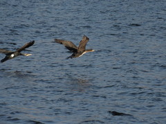 Phalacrocorax carbo