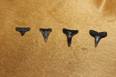 Negaprion brevirostris