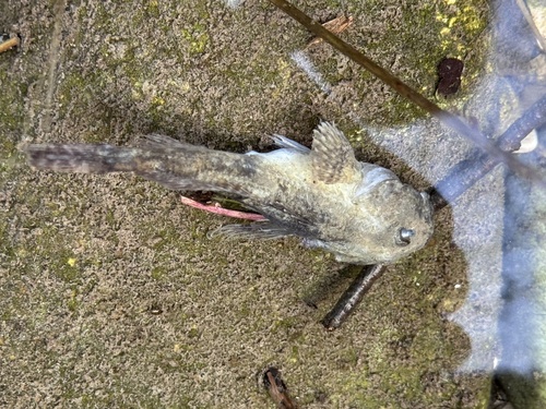 Cottus gobio