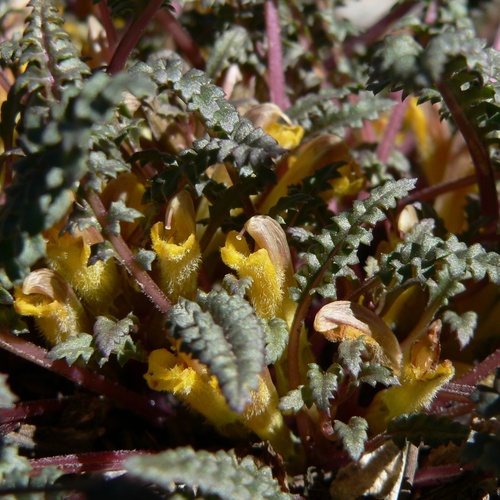 Charleston pinewoods lousewort (Pedicularis semibarbata)