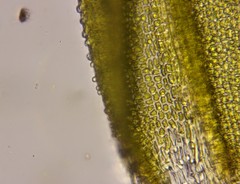 Schistidium papillosum