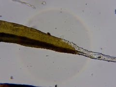 Schistidium papillosum