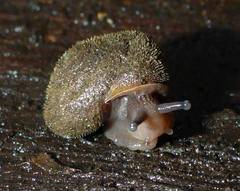 Vespericola armigera