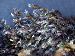 Schistidium papillosum