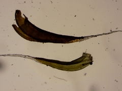 Schistidium papillosum