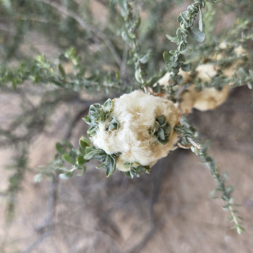 Unknown species found near Tucson, AZ 85743, USA