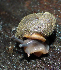 Vespericola armigera