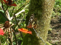 Papilio demoleus