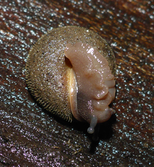 Vespericola armigera