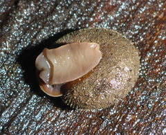 Vespericola armigera