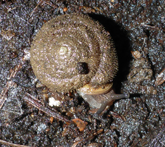 Vespericola armigera