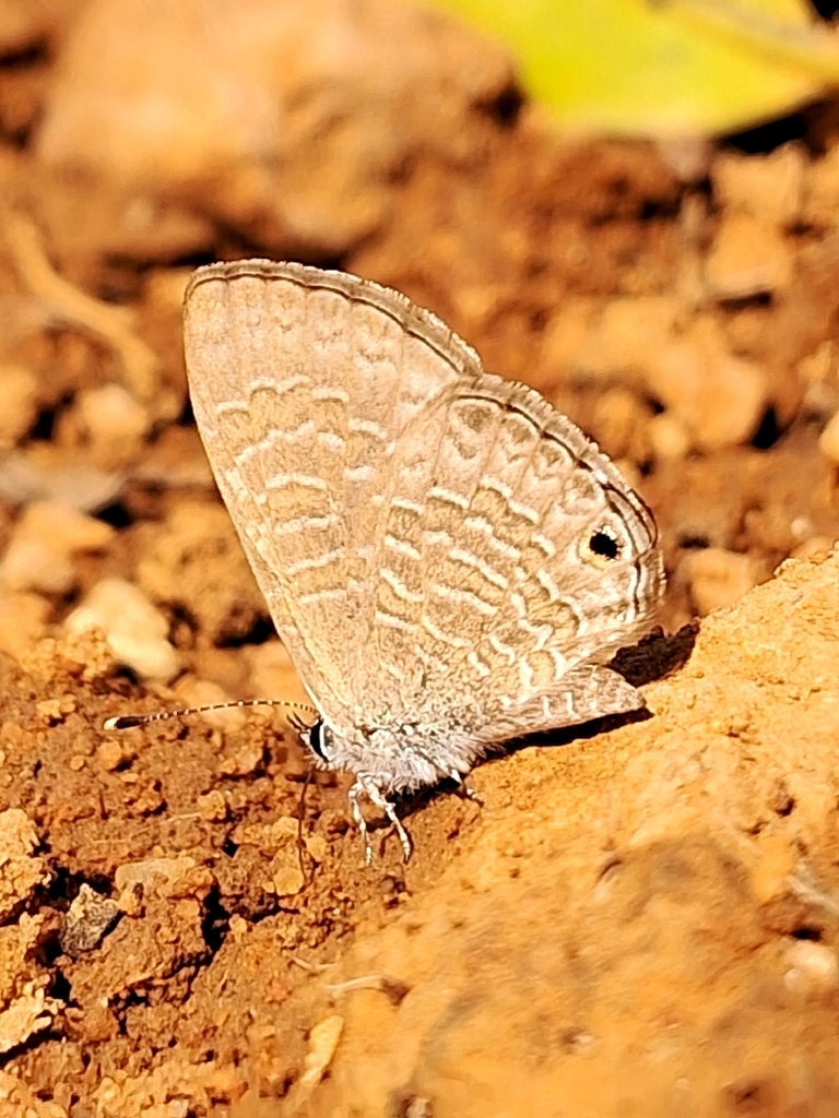 Common Line Blue Common Line Blue from 2505, Bharat Heavy Electricals Limited, Hyderabad ...