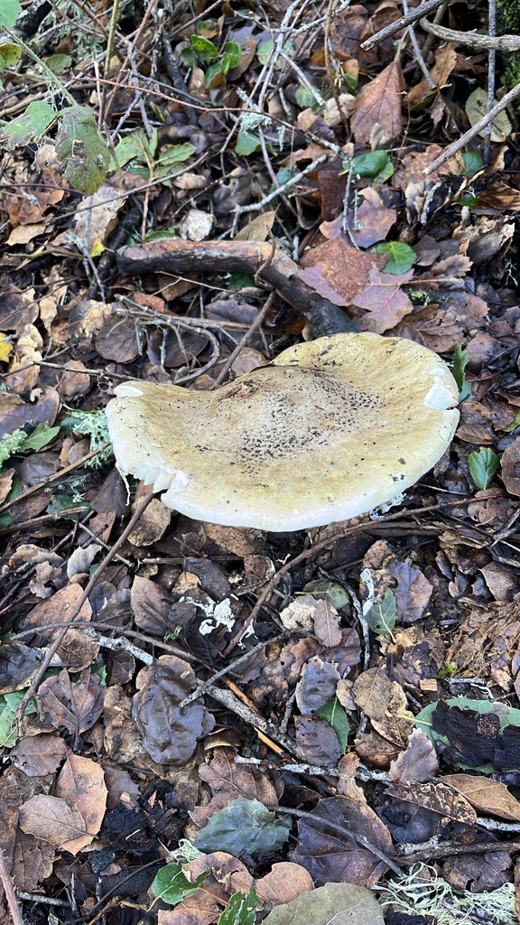 Amanita phalloides · January 2026 · photo: © nelsonb (iNaturalist, cc-by)