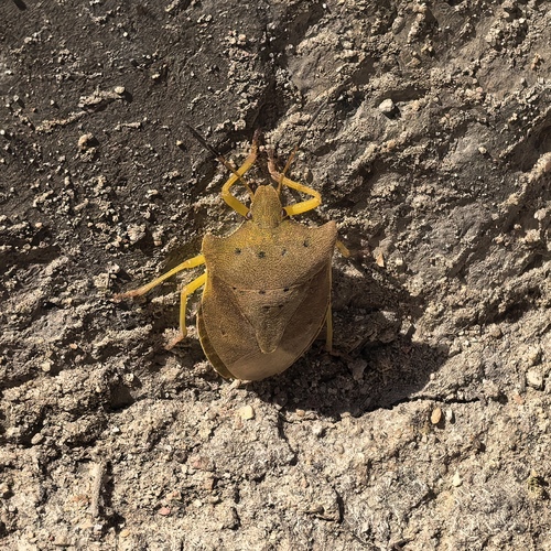 Lelia decempunctata