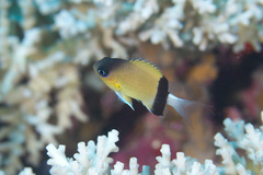 Pycnochromis retrofasciatus