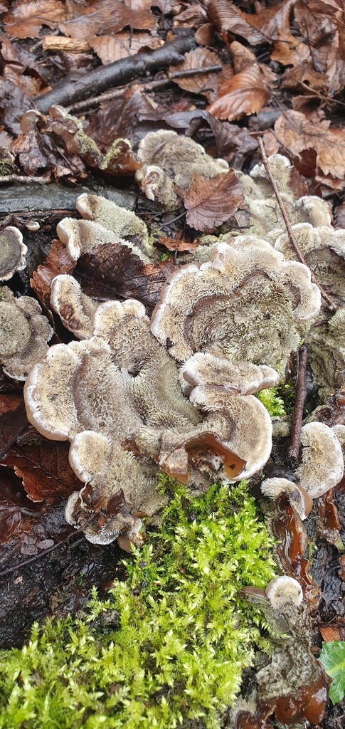 Auricularia mesenterica · February 2026 · photo: © bmapp02 (iNaturalist, cc0)