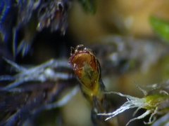 Schistidium papillosum