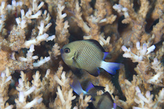 Dascyllus reticulatus