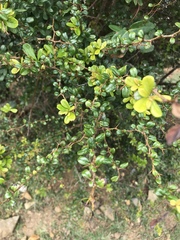 Rochefortia acanthophora