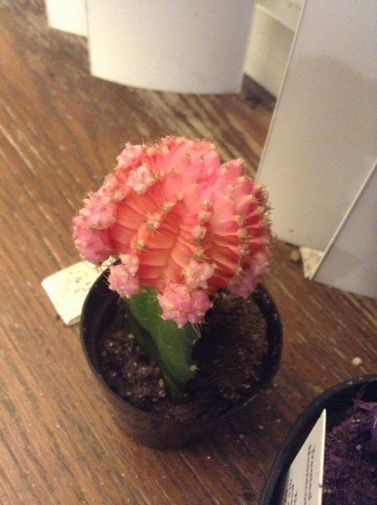 Grafted moon cactus with red top on green rootstock