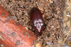 Platyderus