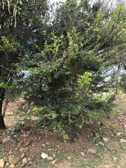 Rochefortia acanthophora