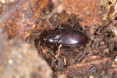 Platyderus