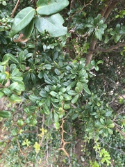 Rochefortia acanthophora