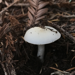 Neohygrocybe