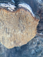 Porodaedalea