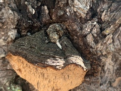 Porodaedalea