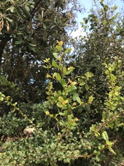 Rochefortia acanthophora