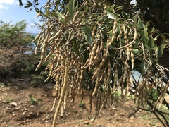 Capparis cynophallophora