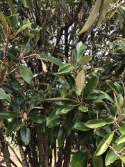 Capparis cynophallophora