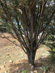 Capparis cynophallophora