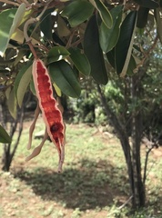 Capparis cynophallophora